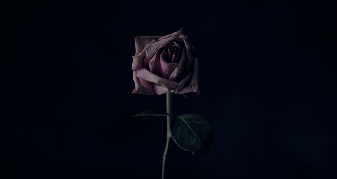 banner verwelkte roos