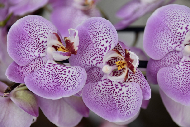 orchidee geluk leo bormans