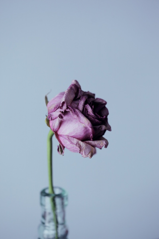 droge paarse roos in vaas